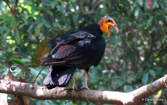 greater-yellow-headed-vulture