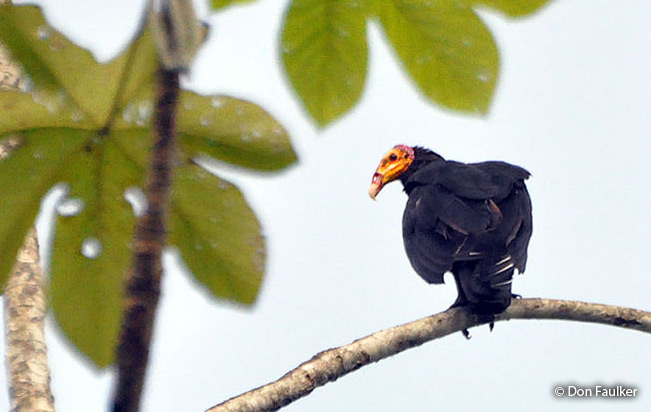 greater-yellow-headed-vulture