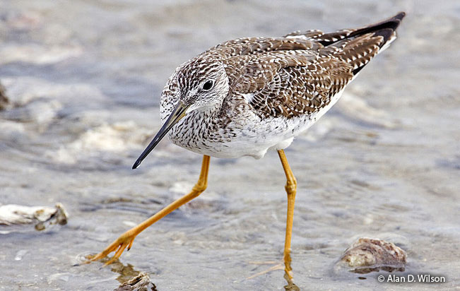greater_yellowlegs