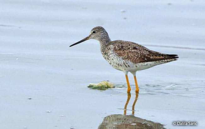 greater_yellowlegs