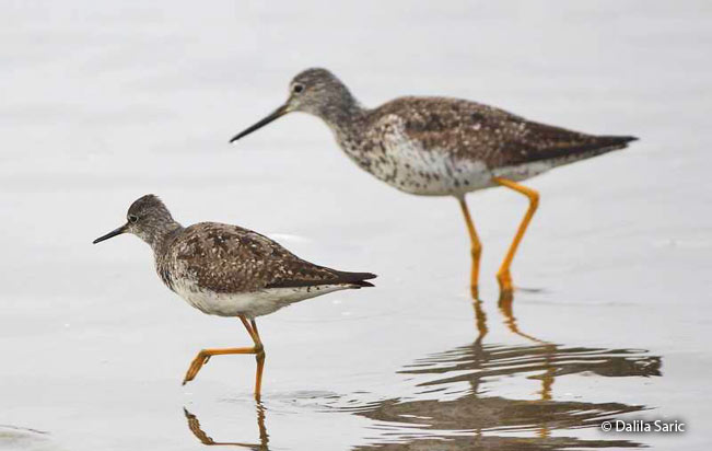 greater_yellowlegs