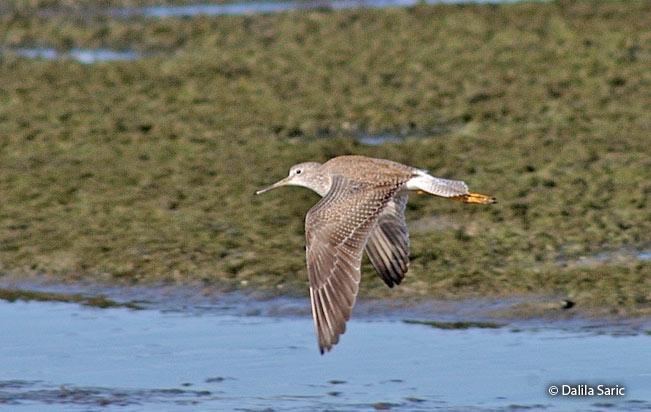 greater_yellowlegs