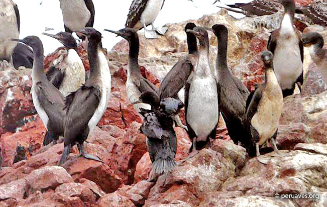guanay_cormorant