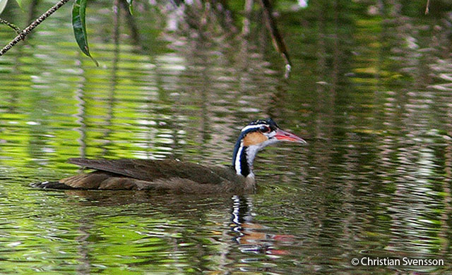 Sungrebe