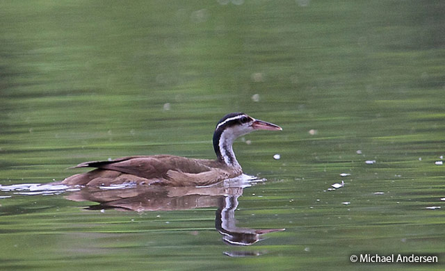 Sungrebe