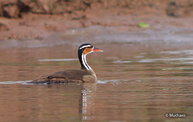 Sungrebe