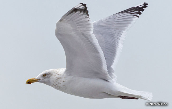 herring_gull