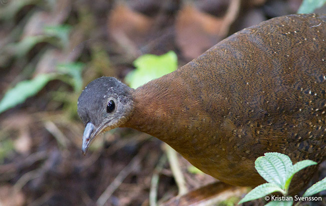 Highland Tinamou