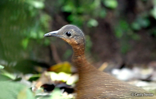 Highland Tinamou