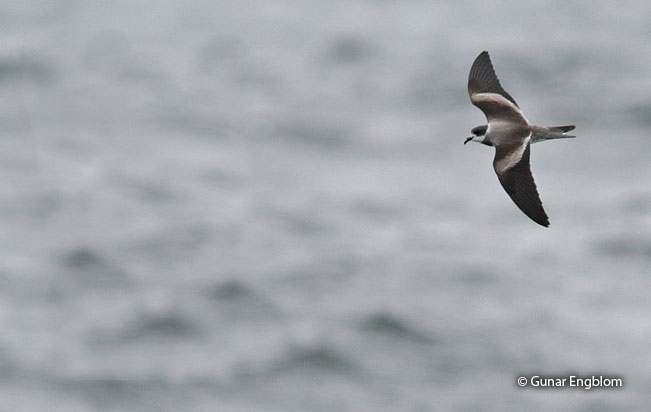 hornby's_storm-petrel
