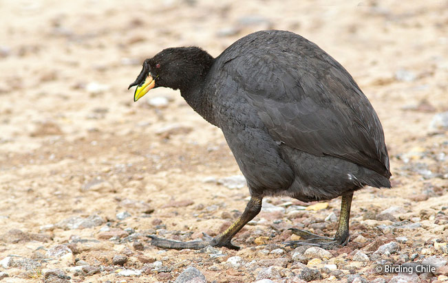 horned_coot