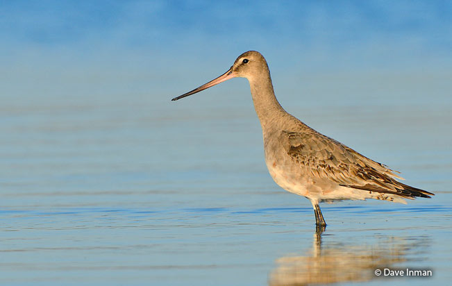 hudsonian_godwit