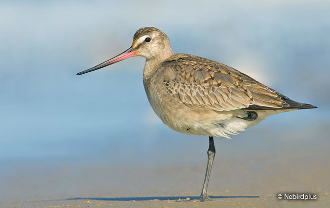 hudsonian_godwit