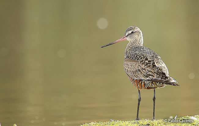 hudsonian_godwit
