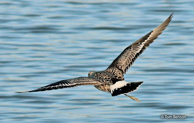 hudsonian_godwit