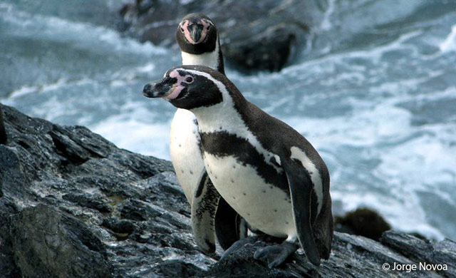 humboldt_penguin