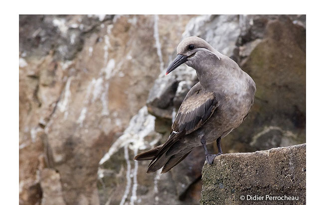 inca_tern