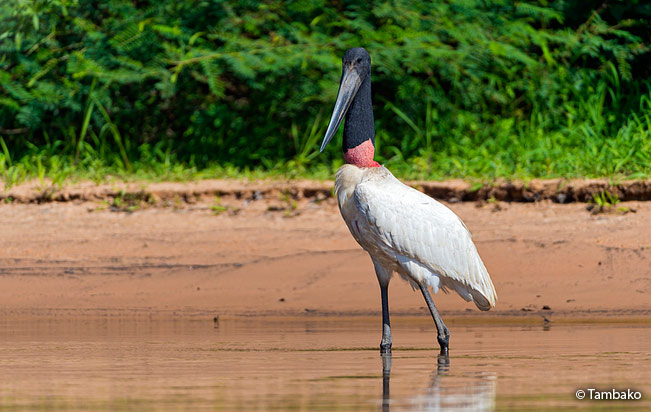 jabiru_stork