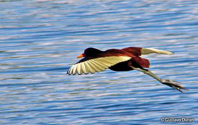 wattled jacana