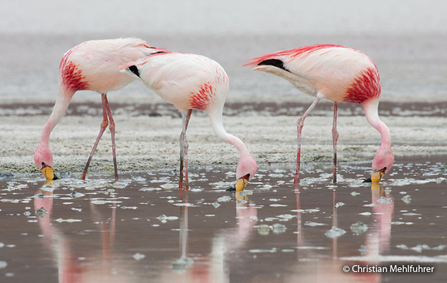James's or Puna Flamingo