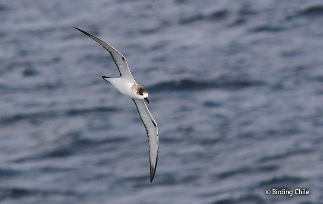 juan-fernandez-petrel