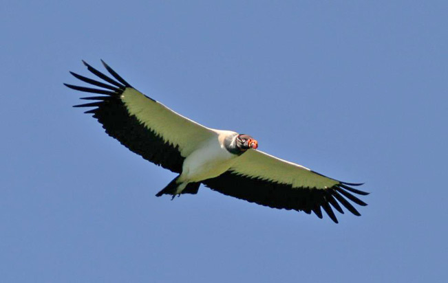 king-vulture