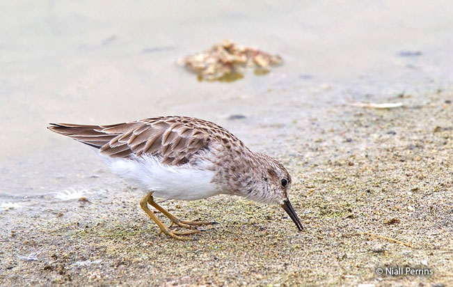 least_sandpiper
