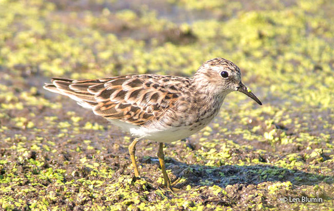 least_sandpiper