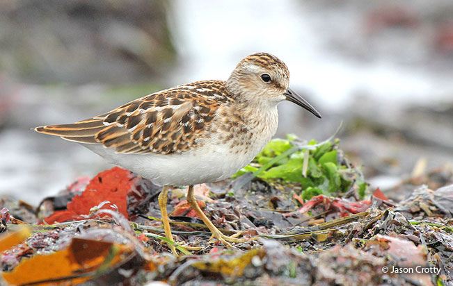 least_sandpiper