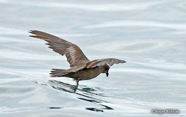least_storm-petrel