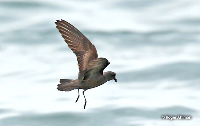least_storm-petrel