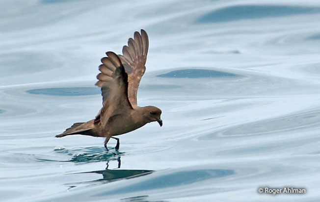 least_storm-petrel