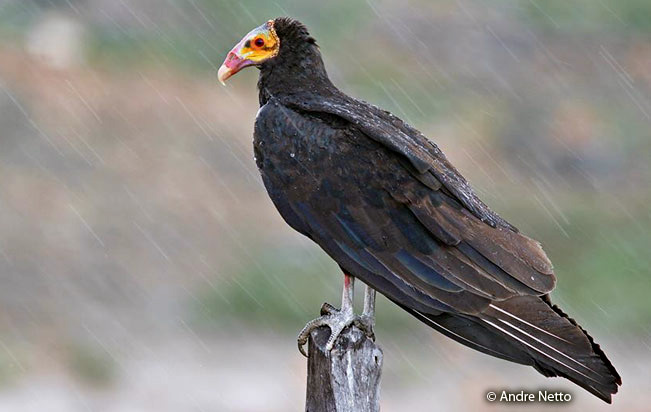 lesser-yellow-headed vulture