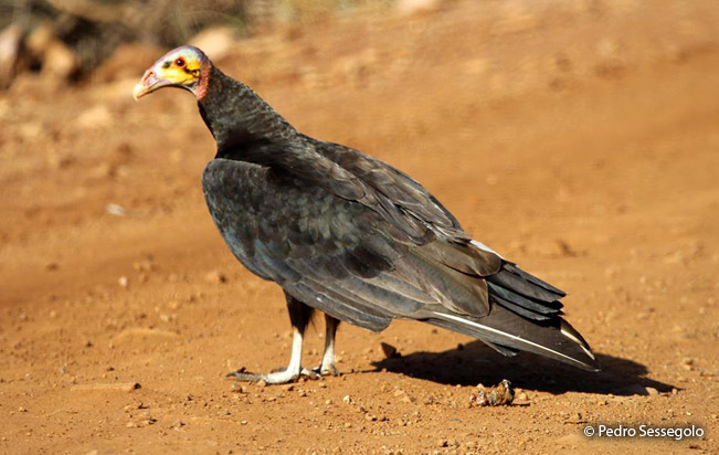 lesser-yellow-headed vulture