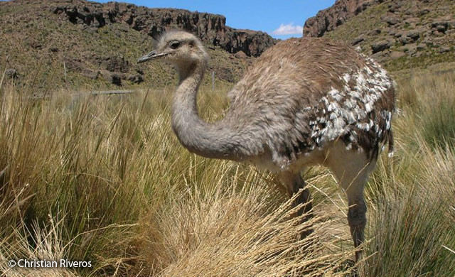 lesser rhea