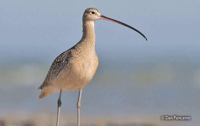 long-billed_curlew