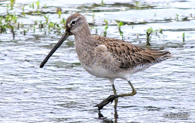 long-billed_dowitcher