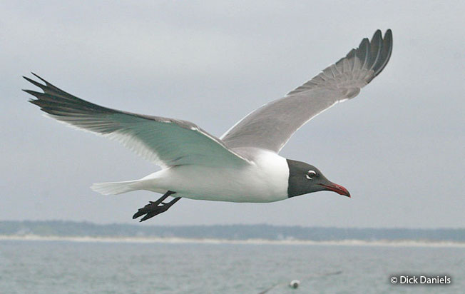 luaghing_gull