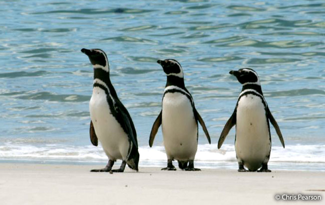 magellanic_penguin