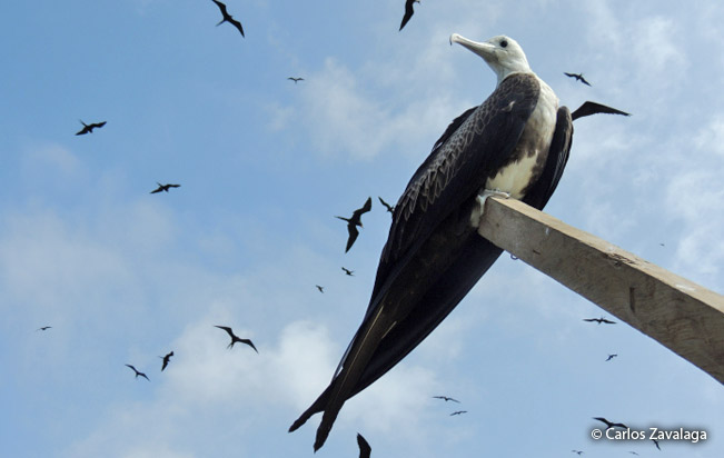 magnificent_frigatebird