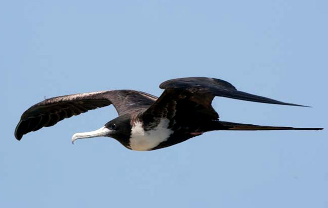 magnificent_frigatebird