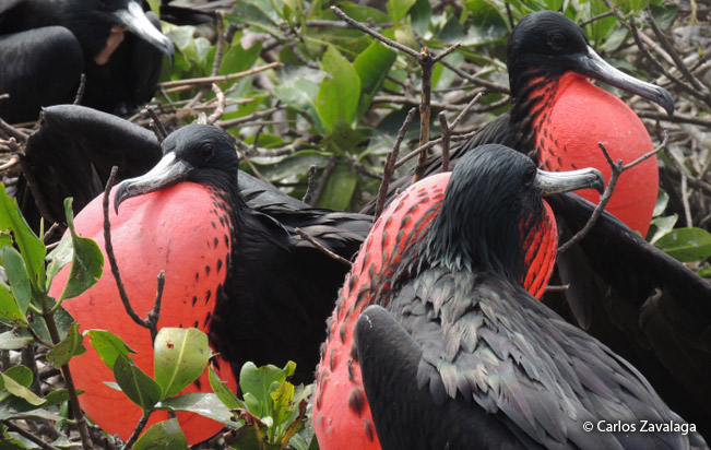 magnificent_frigatebird