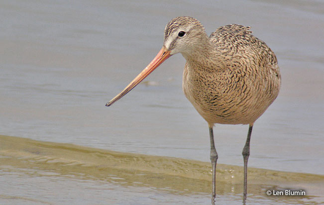 marbled_godwit