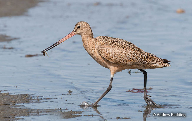 marbled_godwit
