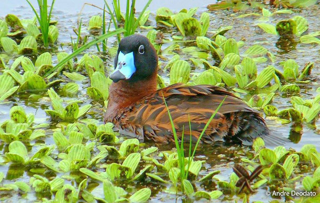 masked-duck