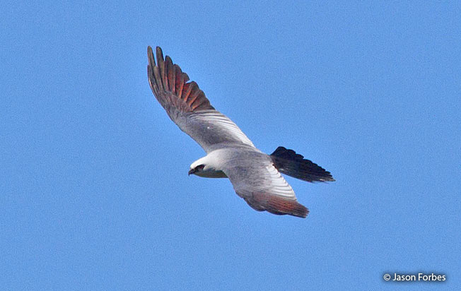 mississippi_kite