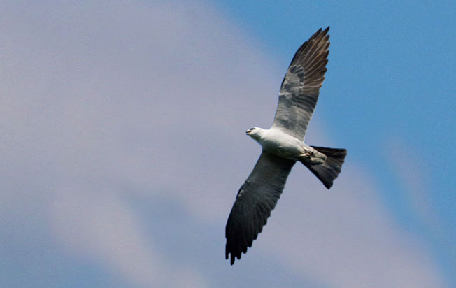 mississippi_kite