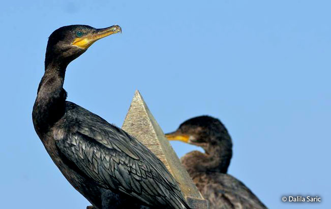 neotropic_cormorant