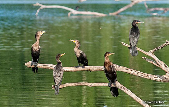 neotropic_cormorant