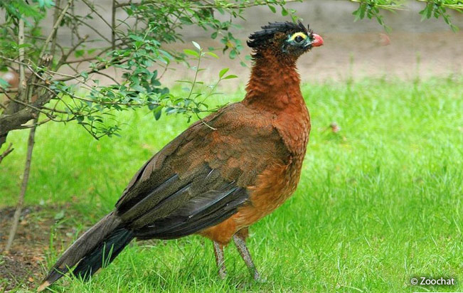 nocturnal_curassow